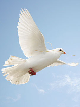 Everett Grayson Jacobs